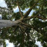 listing image thumbnail with ID 67663