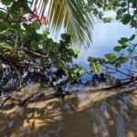 listing image thumbnail with ID 64496