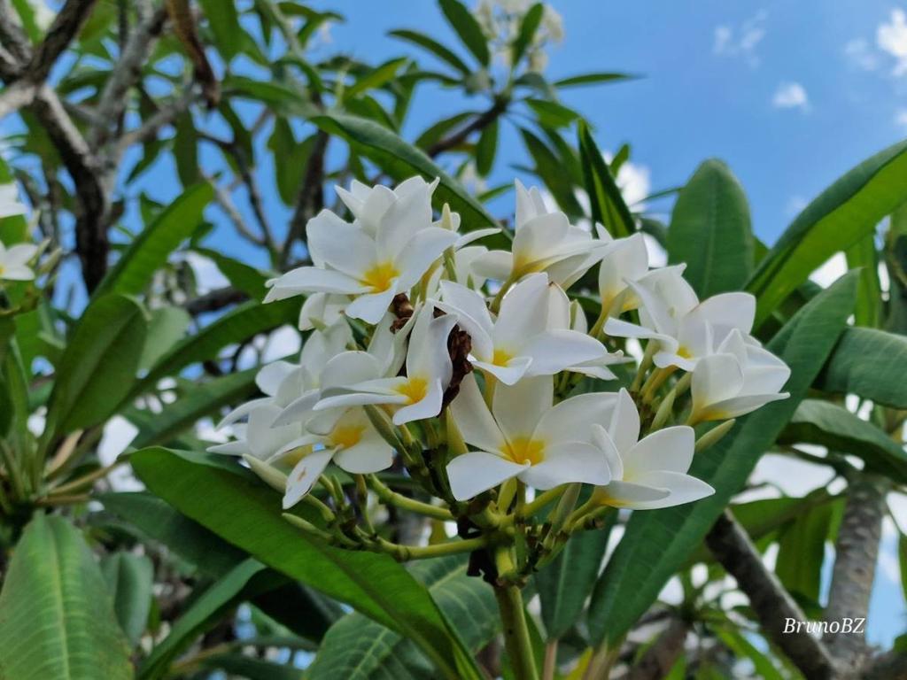 listing image with ID 67986