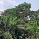 listing image thumbnail with ID 66290