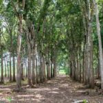 listing image thumbnail with ID 67651