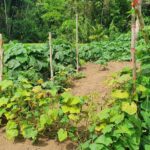 listing image thumbnail with ID 67353