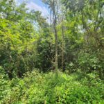 listing image thumbnail with ID 69206