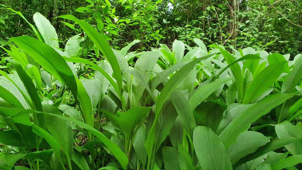 listing image with ID 66260