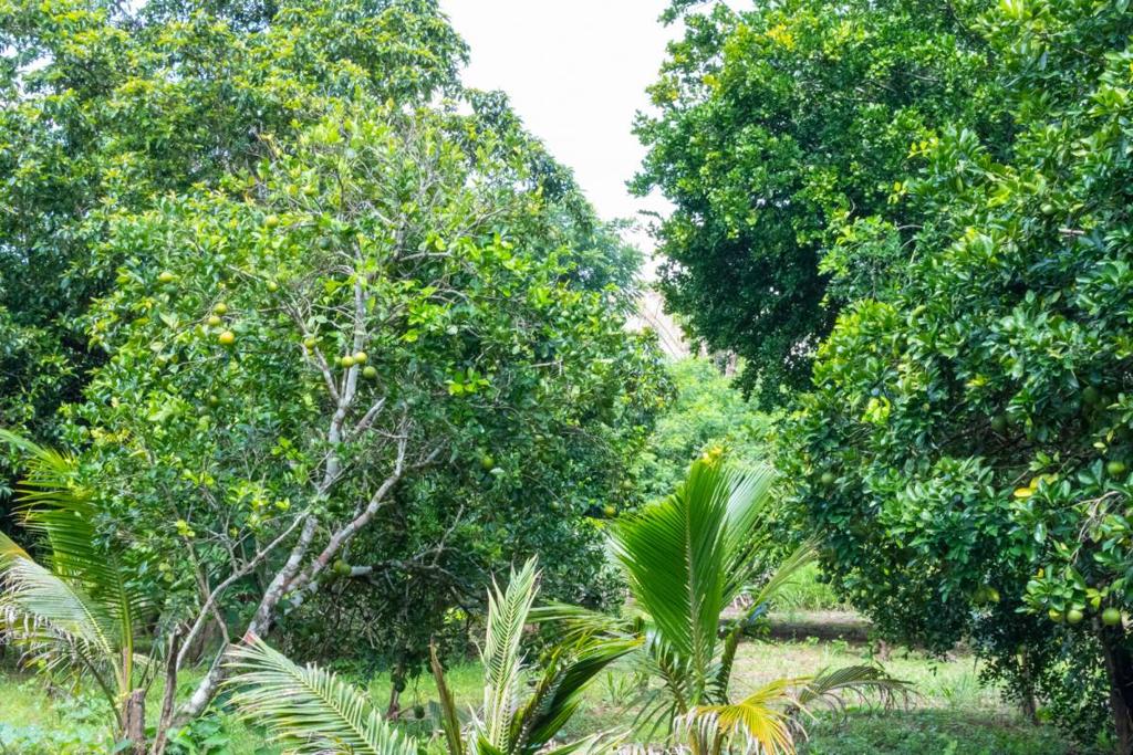 listing image with ID 67676