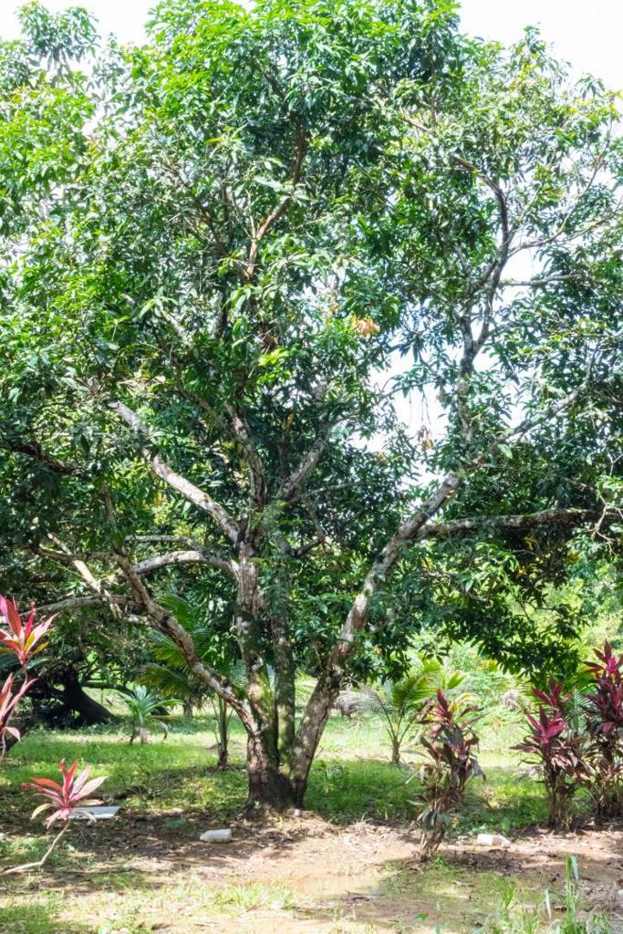 listing image with ID 67677