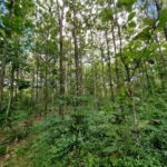 listing image thumbnail with ID 64205