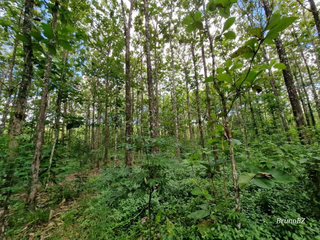 listing image with ID 64205