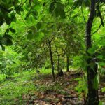 listing image thumbnail with ID 66269