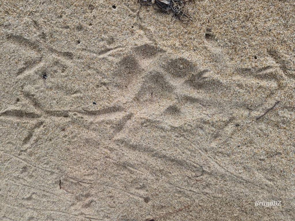 listing image with ID 64005