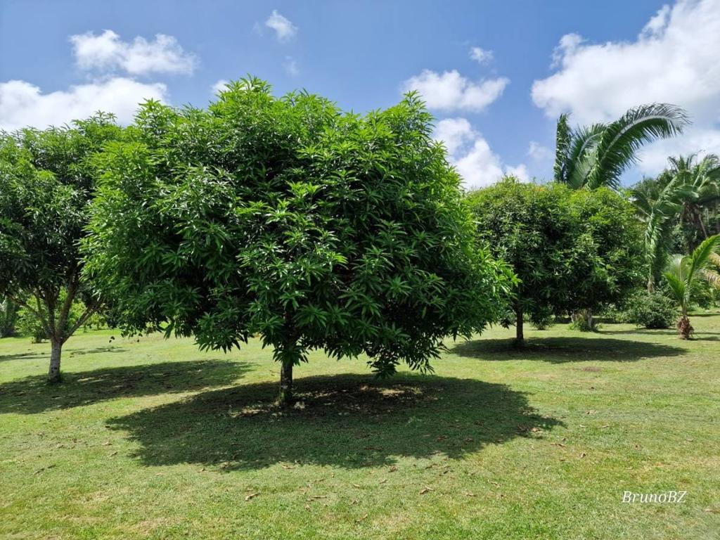 listing image with ID 67886