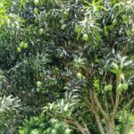 listing image thumbnail with ID 67906