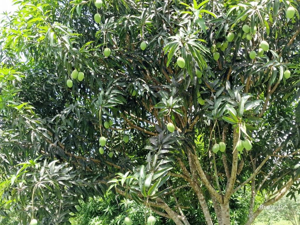 listing image with ID 67906