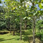 listing image thumbnail with ID 67899