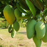 listing image thumbnail with ID 67792