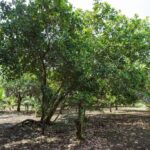 listing image thumbnail with ID 67673