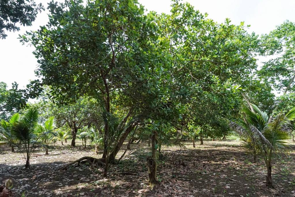 listing image with ID 67673