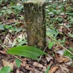 listing image thumbnail with ID 67545