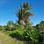 listing image thumbnail with ID 67204