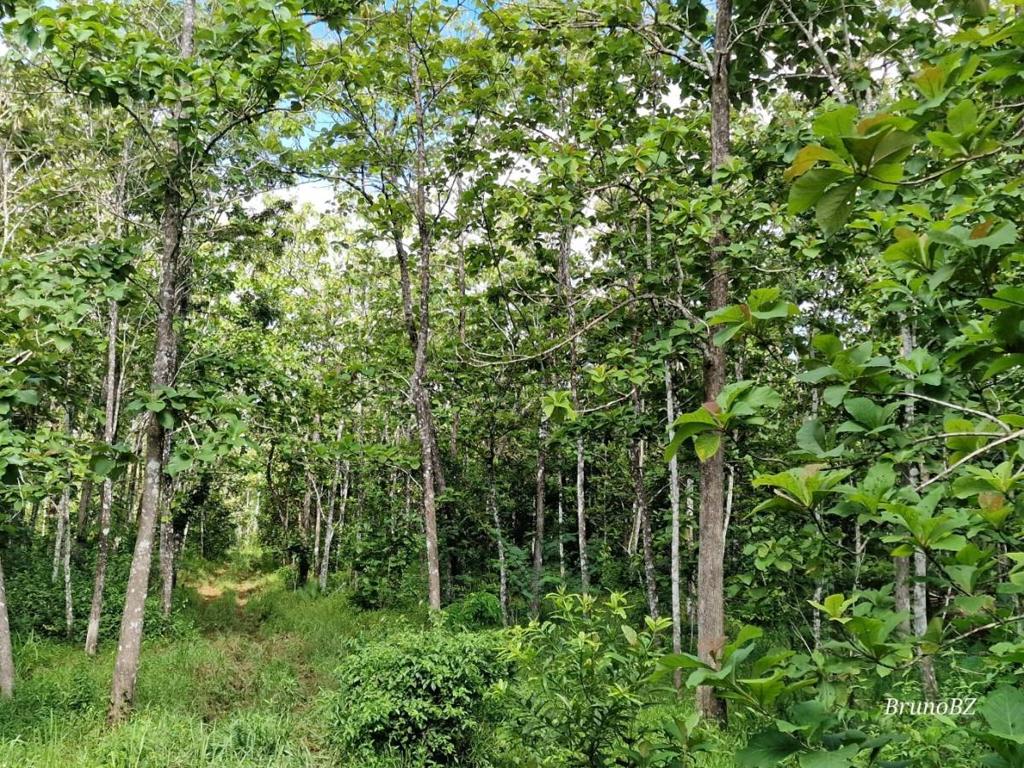 listing image with ID 64201