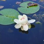 listing image thumbnail with ID 64970