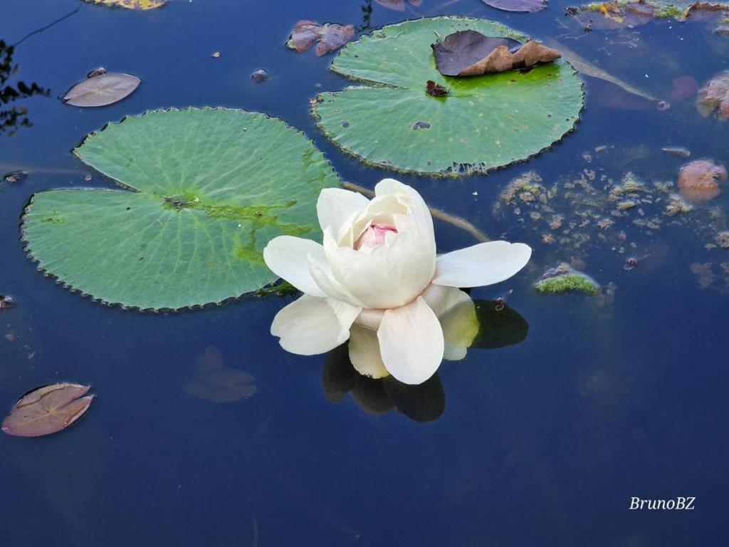 listing image with ID 64970