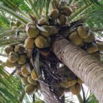 listing image thumbnail with ID 63728