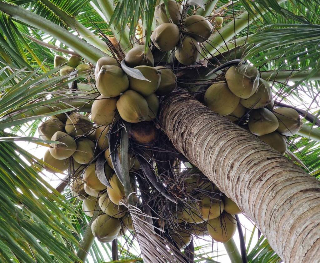 listing image with ID 63728