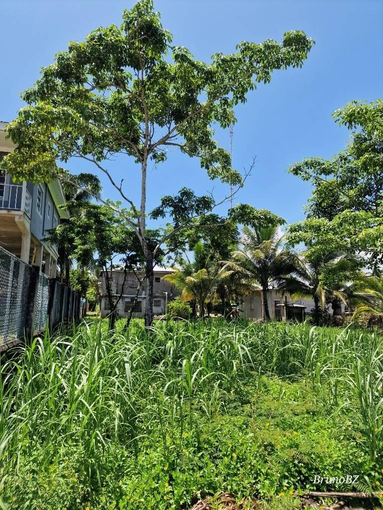 listing image with ID 67505