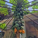 listing image thumbnail with ID 65586