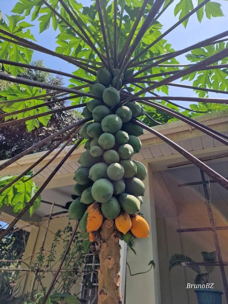 listing image with ID 65586