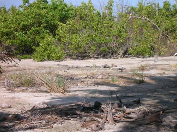 listing image with ID 68103