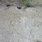 listing image thumbnail with ID 68109