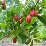 listing image thumbnail with ID 69377