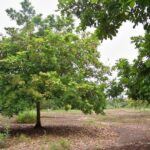 listing image thumbnail with ID 69301