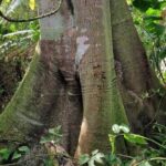 listing image thumbnail with ID 67532