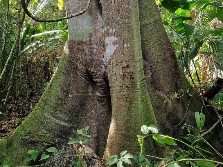 listing image with ID 67532