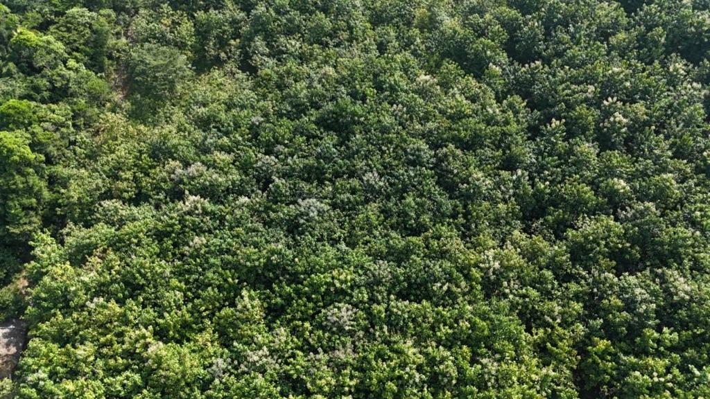 listing image with ID 68079