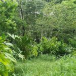 listing image thumbnail with ID 66275