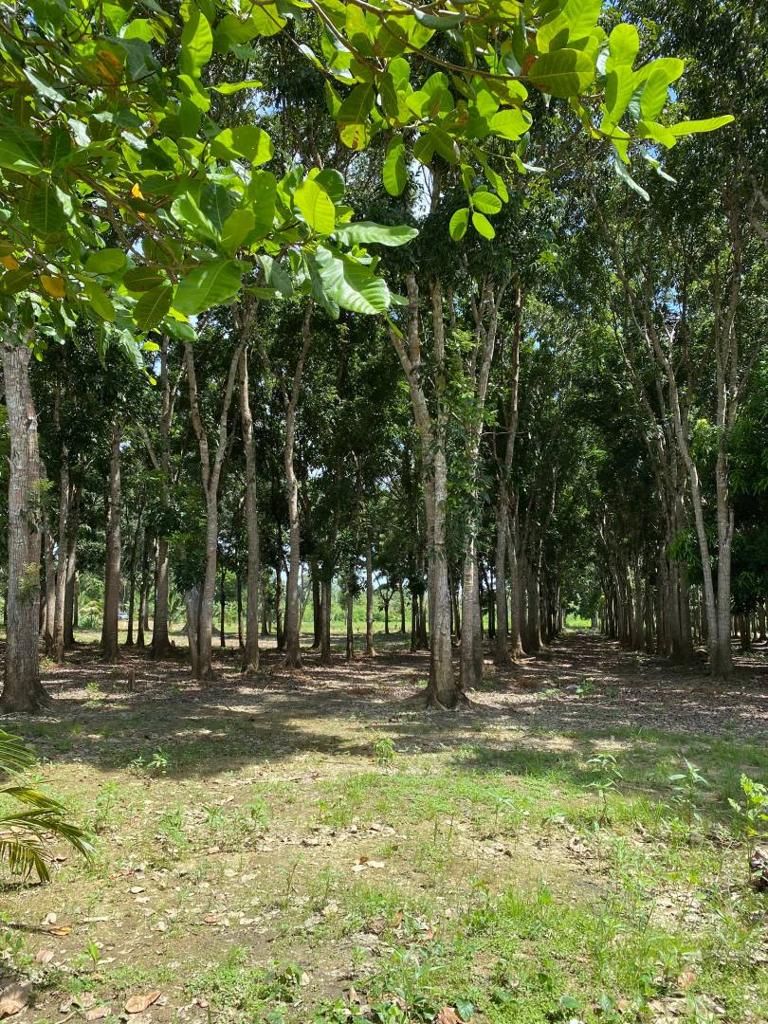 listing image with ID 67661