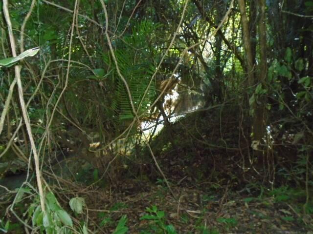 listing image with ID 64061