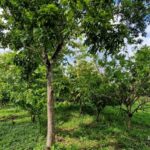 listing image thumbnail with ID 64195