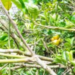 listing image thumbnail with ID 67690