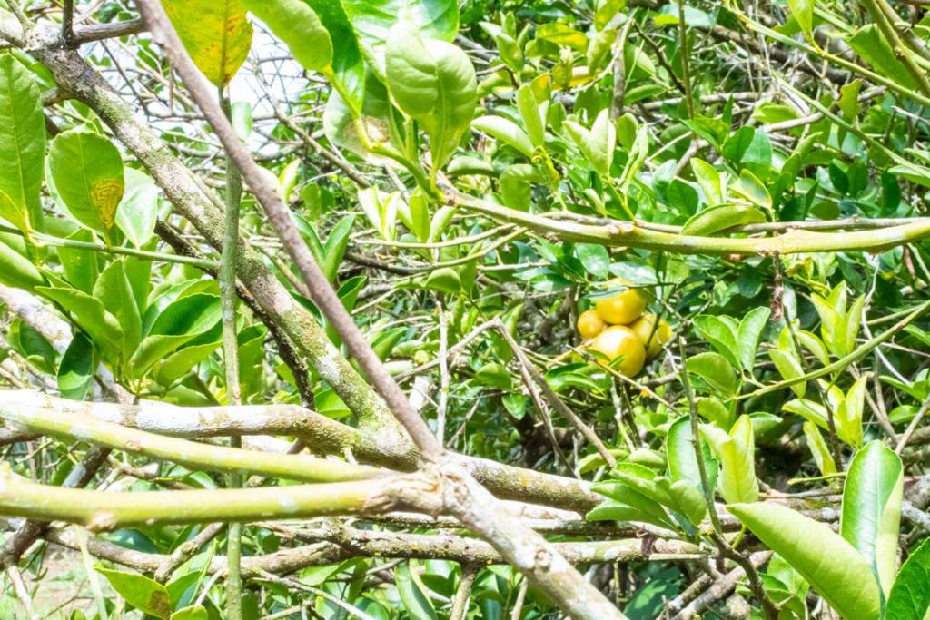 listing image with ID 67690