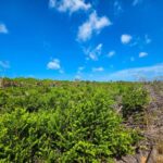 listing image thumbnail with ID 68184