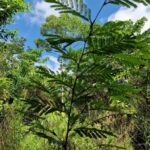 listing image thumbnail with ID 63944