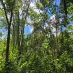 listing image thumbnail with ID 66670