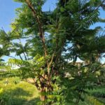 listing image thumbnail with ID 67201