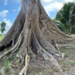 listing image thumbnail with ID 67665