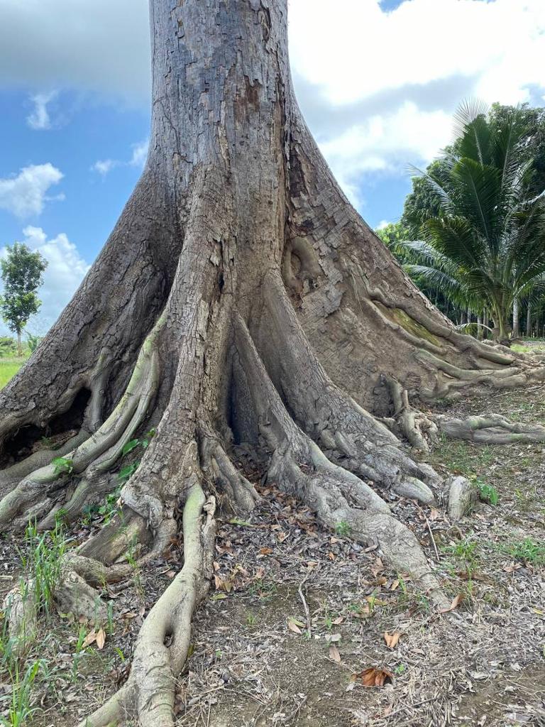 listing image with ID 67665